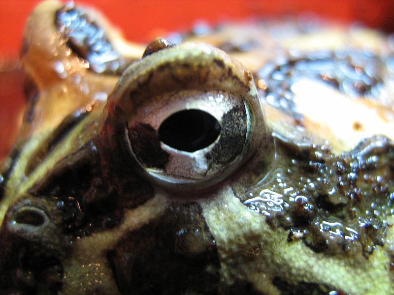 009 - Ceratophrys cranwelli.jpg